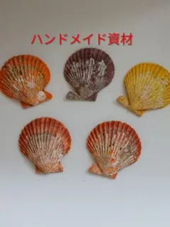 注文ページ　天然 極小 ヒオウギ貝 貝殻 ハンドメイド素材 天然 極小 ヒオウギ貝 貝殻 ハンドメイド素材 25個セット - メルカリ