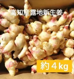 高知県産 ごんげん畑の親生姜 4キロ - メルカリ