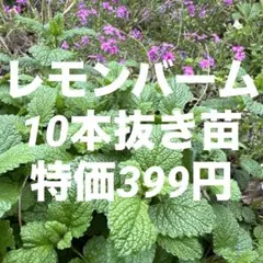furu8161様 リクエスト 4点 まとめ商品