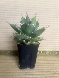 58 アガベ　チタノタ　覇王竜　美株　肉厚　ムチムチ　選抜　特選 アガベ チタノタ 覇王竜 HR-02 | アガベ専門店 モンスターハウス