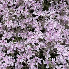 Latte様専用 キャンディストライプ苗と濃いピンクの 芝桜苗