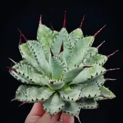 2025年最新】八荒雷神の人気アイテム - メルカリ