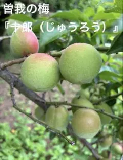 かみと様 山梨県産 10kg 新鮮 青梅 甲州小梅 - メルカリ