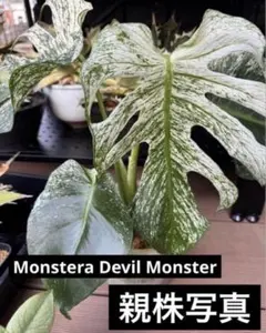 C*o様 d51デビルモンスター モンステラ Monstera Devil Mo C*o様 d51デビルモンスター モンステラ Monstera Devil Mo - メルカリ