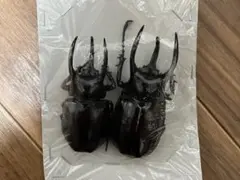 特価品！】 ウガンデンシスオオツノカナブン 標本 カナブン 外国産