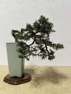 2026年最新】杜松 盆栽の人気アイテム - メルカリ