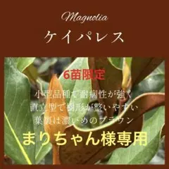 まりちゃん様専用ページ3. ケイパレス マグノリア 泰山木 タイサンボク 苗のサムネイル