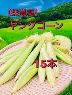 収穫日即日発送　新鮮朝採りヤングコーン200本　ゴールドラッシュのベビーコーン 収穫日即日発送 朝採り新鮮ヤングコーン 季節限定 11〜14本