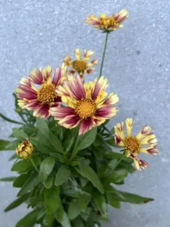 コレオプシス　黄色　10株　まとめ購入希望の方どうぞ♪ コレオプシス 黄色 10株 まとめ購入希望の方どうぞ♪