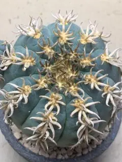 短刺天平丸　猫爪　狂刺　ギムノカリキウム　希少自根　発根済　国内繁殖苗　サボテン 楽天市場】サボテン：ギムノカリキウム 猫爪天平丸 自根*幅11cm