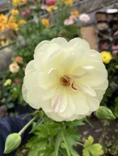 Ryumame様 リクエスト 2点 まとめ商品