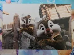 新品♪東京ディズニーランド 35周年 チップとデール 実写 ポストカード