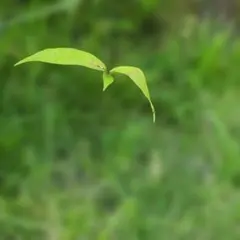 カシノキ　苗木のサムネイル