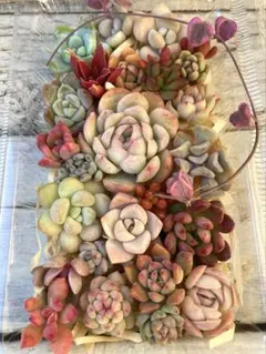 多肉植物カット苗詰め合わせセット①
