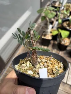 【希少】センナ メリディオナリス 実生 現物発送 コーデックス 塊根植物のサムネイル