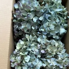 北海道産 秋色紫陽花 あじさいドライフラワー R③リース花材 60サイズ