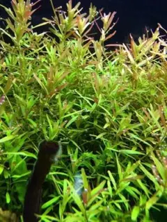 増量中！セイロンロタラ100本のサムネイル
