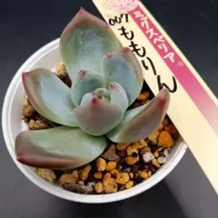 ❤️確認用❤️ミックスベリア❤️プリンセスティアラ❤️抜き苗♪札なし✨メルカリ便✨ ❤️確認用❤️ミックスベリア❤️プリンセスティアラ❤️抜き苗♪札なし✨