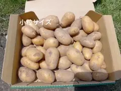 新じゃがいも　メークイン　※小粒サイズのサムネイル