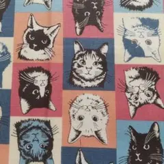 猫さん フェイス