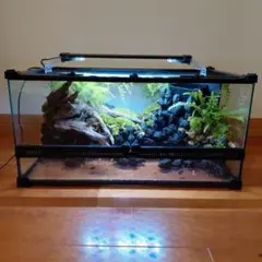 セール品 エキゾテラ6060水槽レイアウト 滝テラリウム 苔テラリウム