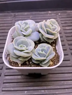 多肉植物 エケベリア ラブリーローズ 抜き苗4つ Cのサムネイル