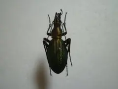 2026年最新】オサムシ 標本の人気アイテム - メルカリ