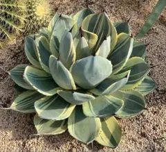 本日限定　破格　選抜株　最終　[引き取り可能]　パリートランカータ　パリー 本日限定 破格 選抜株 最終 [引き取り可能] パリートランカータ