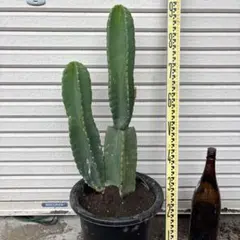 필라 선인장 드라이 가든 선인장 데몬 카쿠 락 가든 코코스 팜 호리다