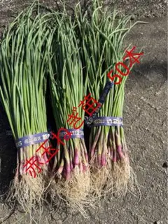 2026年最新】たまねぎ苗の人気アイテム - メルカリ