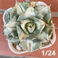 Mercurius様 リクエスト 3点 まとめ商品