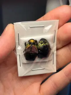 2026年最新】スカラベ 標本の人気アイテム - メルカリ