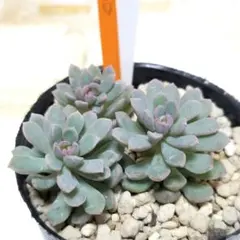 2025年最新】ぼのぼのさん苗の人気アイテム - メルカリ