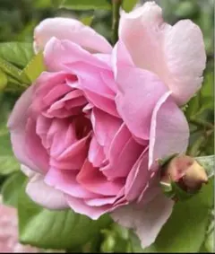 リリー様 リクエスト 2点 まとめ商品