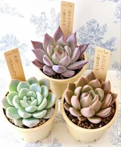 2025年最新】ミソップ苗の人気アイテム - メルカリ