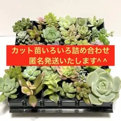 多肉植物カット苗36種いろいろ詰め合わせ　おまけ付き♡のサムネイル