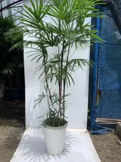 indianです♪4点！メキシコケンチャヤシ2 ブーゲンビリア他 indianriver様専用です♪4点！メキシコケンチャヤシ2 ブーゲンビリア他