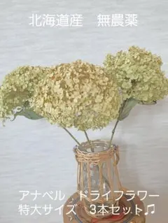 アナベル 　アジサイ　ドライフラワー 　超特大3本セット 　花材