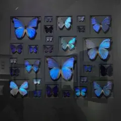 みかりん様専用