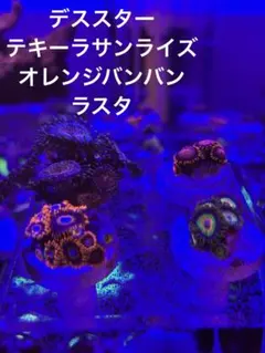 ライブロック　レッドシー　フラグ　海水　水槽のサムネイル