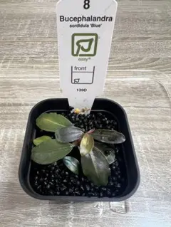 Bucephalandra SK Dark 水上葉③ - メルカリ