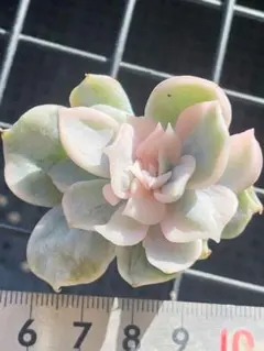 ますき様 リクエスト 2点 まとめ商品