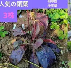 shint様 リクエスト 2点 まとめ商品