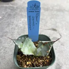 2025年最新】イシスメンシス スポーンの人気アイテム - メルカリ