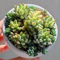 樹氷　パープルヘイズ　抜き苗　鉢の中全部