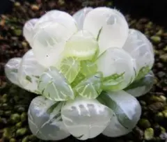 2026年最新】ハオルチアオブツーサ錦の人気アイテム - メルカリ