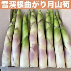 ❤️毎年大人気❣️ 天然 月山筍 箱込み約1キロ 太め 根曲がり竹 姫竹 山菜575のサムネイル