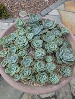 2025年最新】ピンクラブリーローズ 多肉の人気アイテム - メルカリ