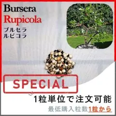 【種子】ブルセラ ルピコラ /セット割あり 数量1粒から購入OKのサムネイル