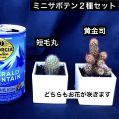 2026年最新】サボテンの人気アイテム - メルカリ